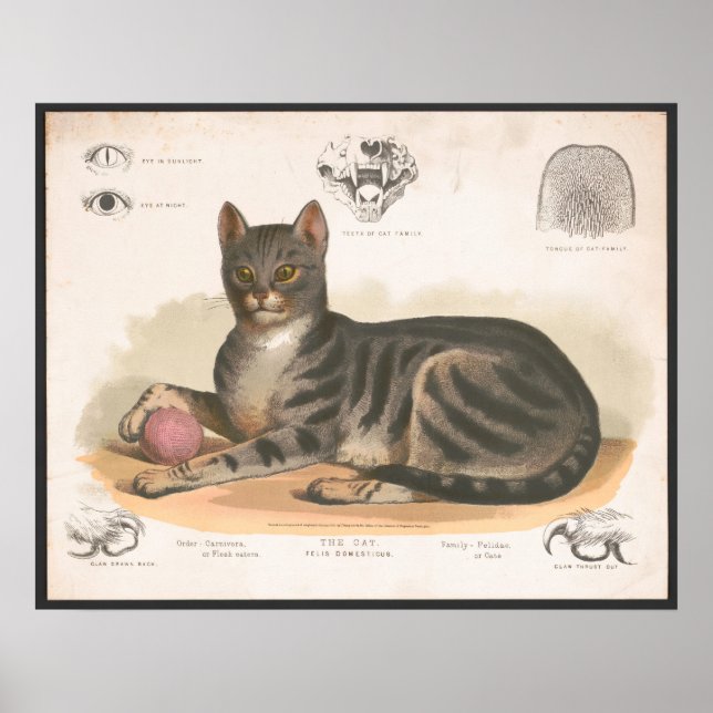Colourful Vintage Cat Illustration Art Print (Front)