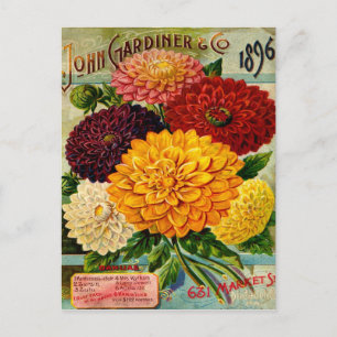 Colourful Vintage Dahlia Flowers Postcard