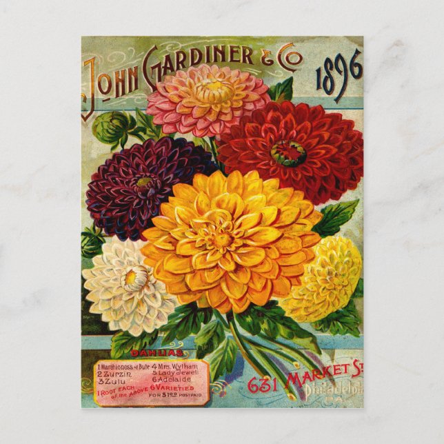 Colourful Vintage Dahlia Flowers Postcard (Front)