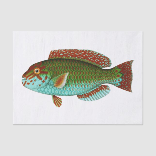 Colourful Vintage Fish Tissue Paper (Front)