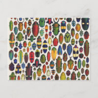 Colourful Vintage Illustrated Beetles