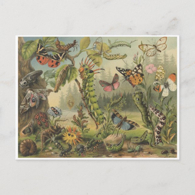 Colourful Vintage Insect Illustration  Postcard (Front)