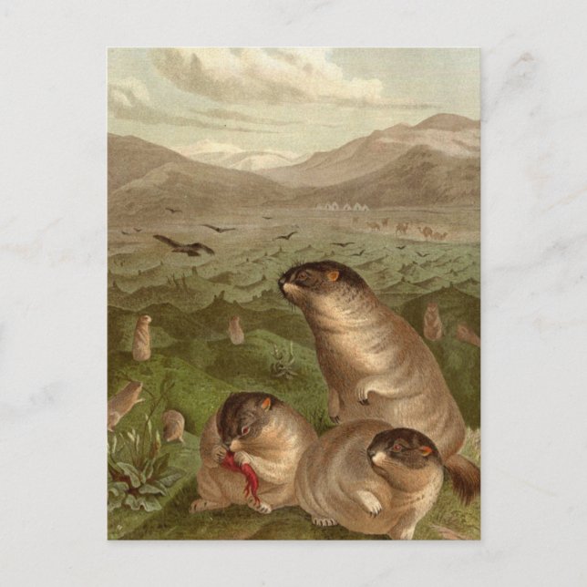 Colourful vintage marmot illustration card (Front)