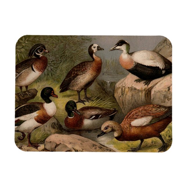 Colourful vintage painting of ducks magnet (Horizontal)