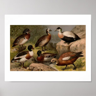 Colourful vintage painting of ducks poster