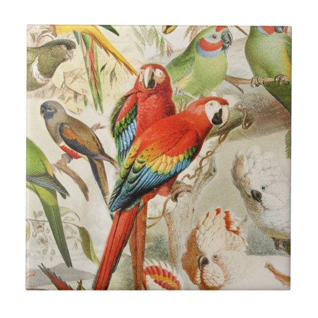 Colourful Vintage Red Tropical Birds Parrots Tile (Front)