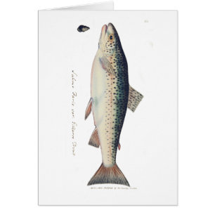 Colourful vintage salmon illustration