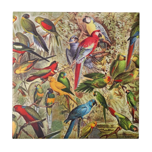 Colourful Vintage Tropical Birds Parrots Tile (Front)