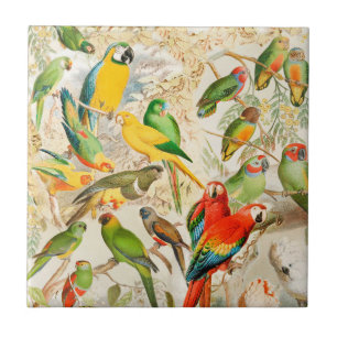 Colourful Vintage Tropical Birds Parrots Tile