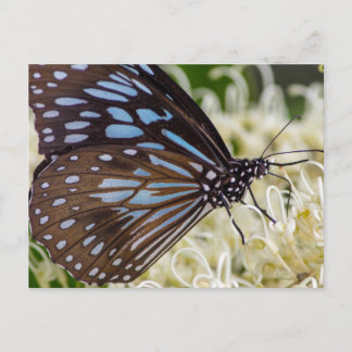 Colourful Visitor Postcard