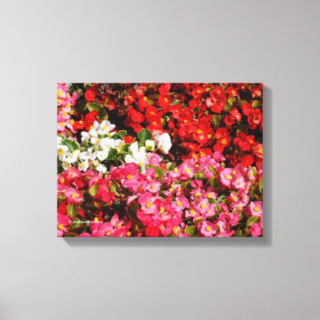 Colourful Wax Begonias Canvas Print (Front)