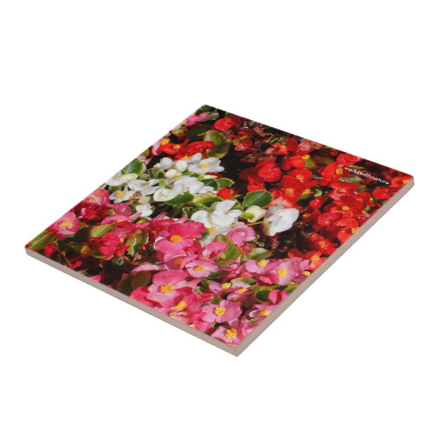 Colourful Wax Begonias Tile (Side)