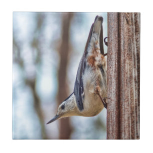 Colourful White-breasted Nuthatch Tile