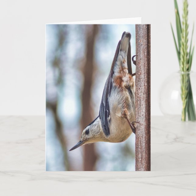 Colourful White-breasted Nuthatch Vertical Card (Front)