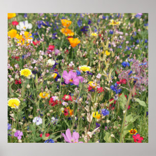 Colourful wildflower meadow, vibrant pattern. poster