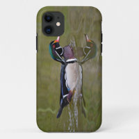 Colourful wood duck