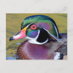 Colourful Wood Duck Close Up Postcard