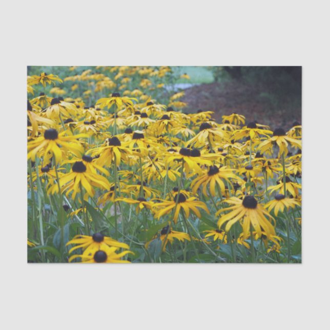 Colourful Yellow Black Eyed Susan Floral Photo Tissue Paper (Front)