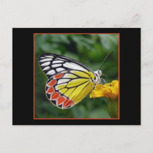 Colourful Yellow Butterfly Postcard