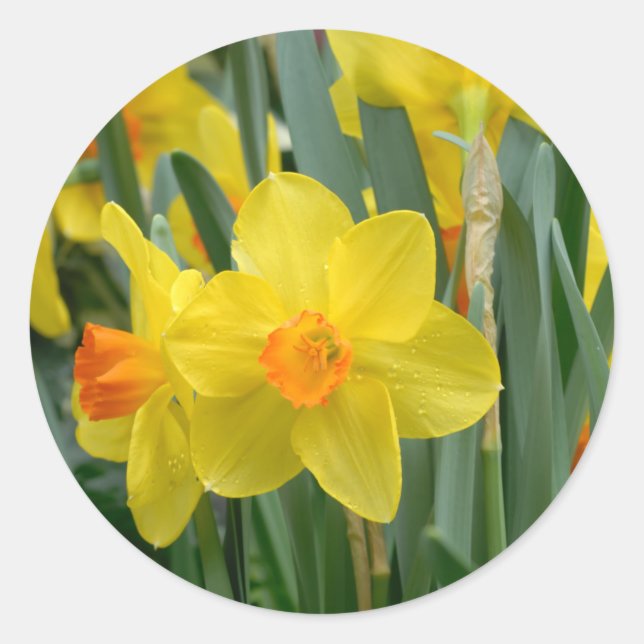 Colourful Yellow Daffodil Flower Spring Classic Round Sticker (Front)