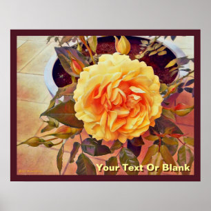 Colourful Yellow Rose Poster