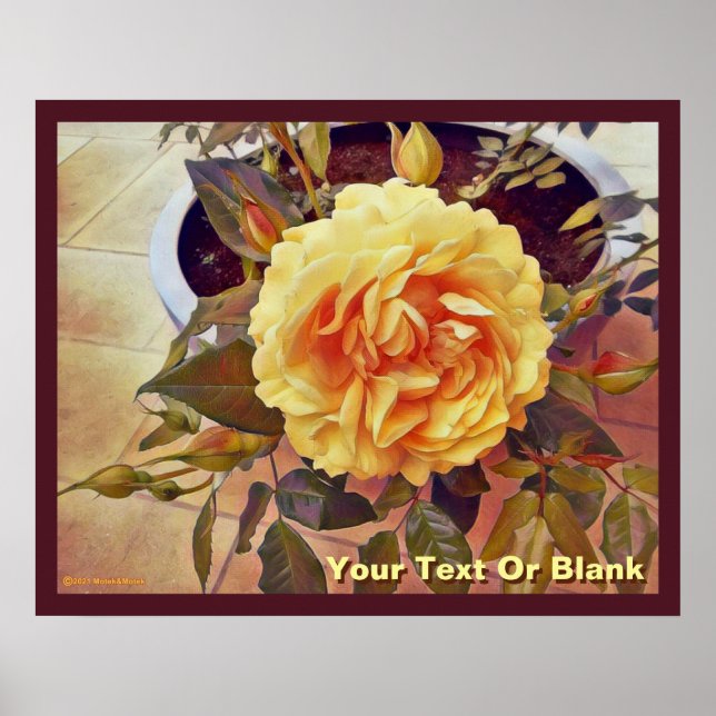 Colourful Yellow Rose Poster (Front)