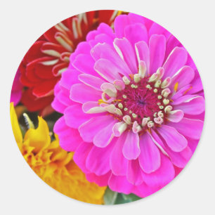 Colourful zinnia flower classic round sticker