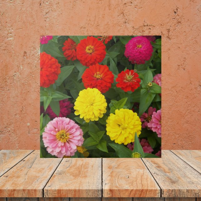 Colourful Zinnia Flowers Floral Tile (In Situ)