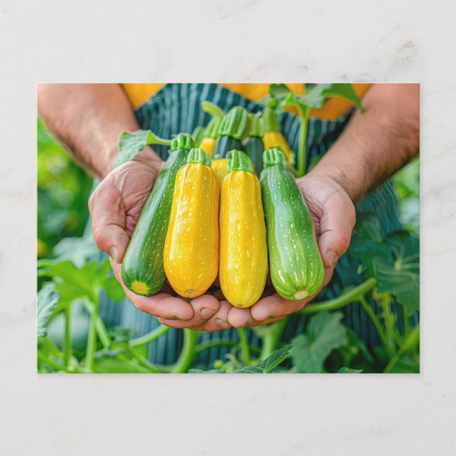 Colourful Zucchini Variety in Hands Holiday Postcard (Front)