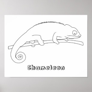 Colouring Chameleon Outline Drawing Posters