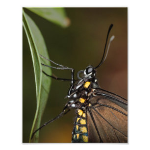 Colours of a Zebra Longwing Photo Print