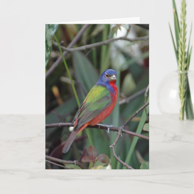 Colours of  Card (Front)