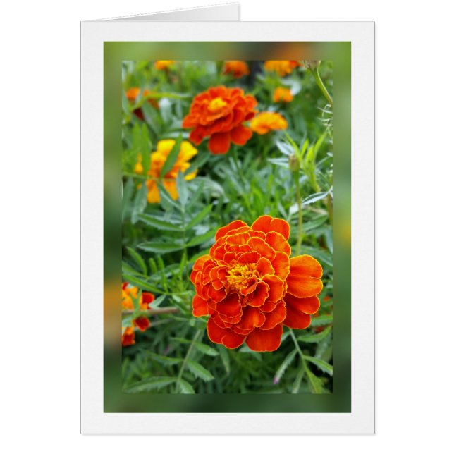 colours of marigolds (Front)