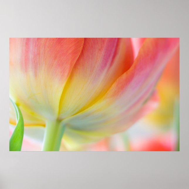 Colours of Spring Poster (Front)