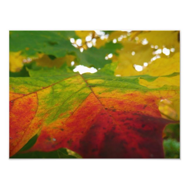 Colours of the Maple Leaf Autumn Nature Photograph (Front)