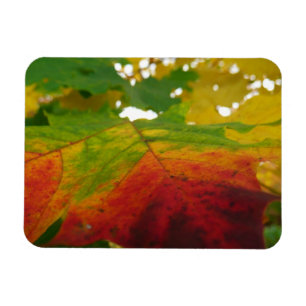 Colours of the Maple Leaf Autumn Nature Photograph Magnet