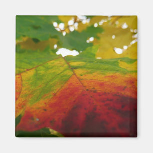 Colours of the Maple Leaf Autumn Nature Photograph Magnet