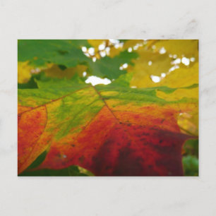 Colours of the Maple Leaf Autumn Nature Photograph Postcard