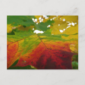 Colours of the Maple Leaf Autumn Nature Photograph Postcard