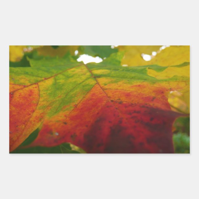 Colours of the Maple Leaf Autumn Nature Photograph Rectangular Sticker (Front)