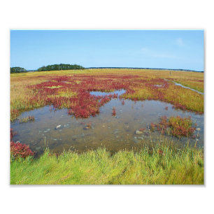 Colours Of The Marsh Photo Print