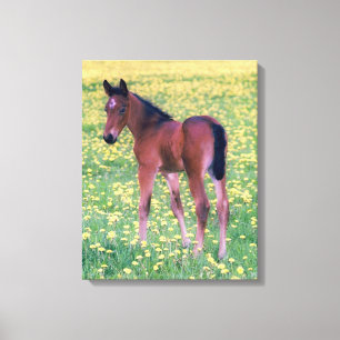 Colt in Dandelion Field Canvas Print
