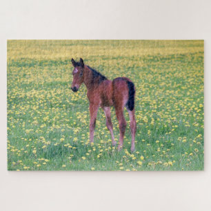 Colt in Dandelion Field Jigsaw Puzzle