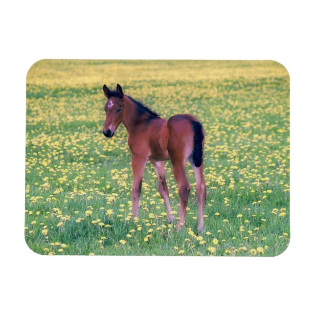 Colt in Dandelion Field Magnet (Horizontal)