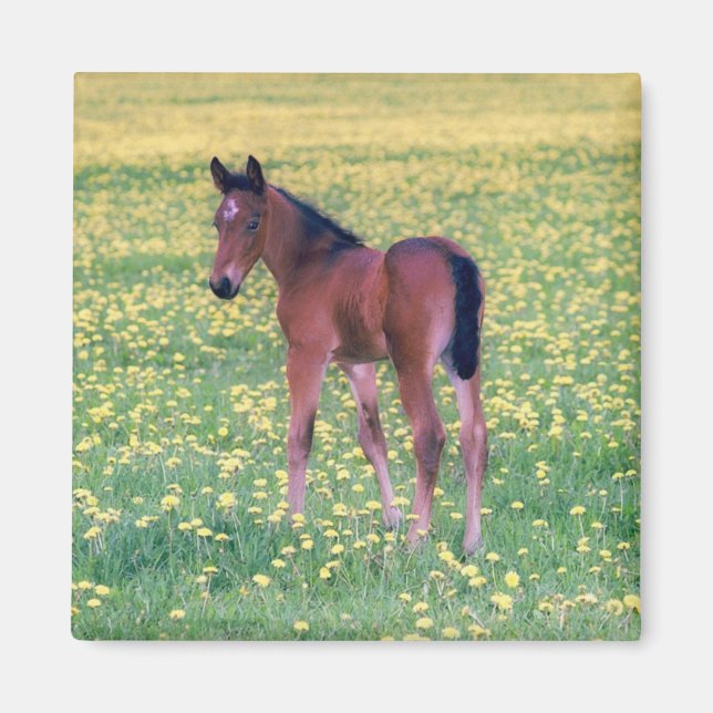 Colt in Dandelion Field Magnet (Front)