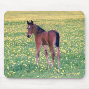 Colt in Dandelion Field Mouse Pad