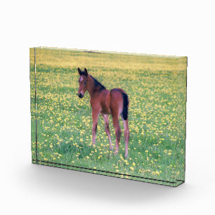 Colt in Dandelion Field Photo Block