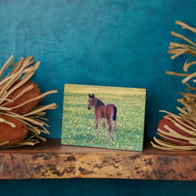 Colt in Dandelion Field Plaque (Side)