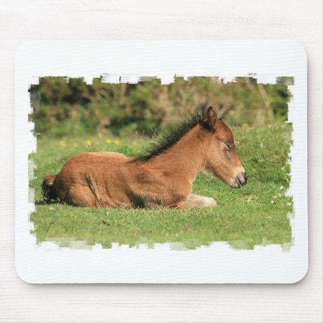 Colt Resting in Grass Mouse Pad (Front)