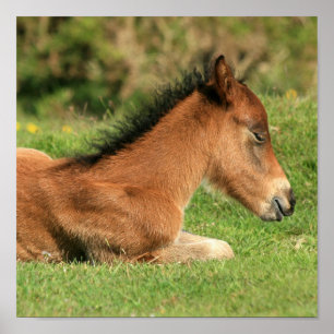 Colt Resting in Grass Print